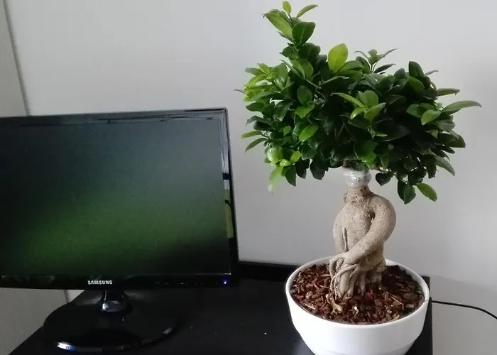 D'amare Σαν Σάλβο